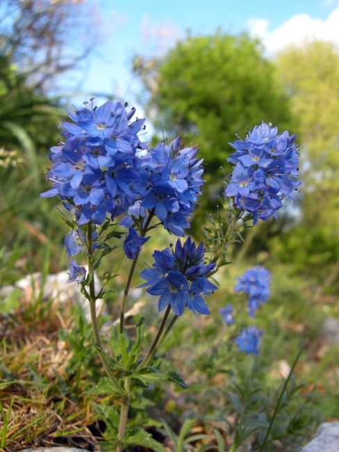 Veronica orsiniana